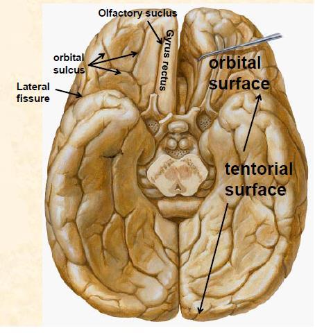 Inferior surface of the brain RECALL: The stem of the lateral fissure begins on the inferior surface and divides it into a smaller anterior part (orbital surface) and posterior part (tentorial