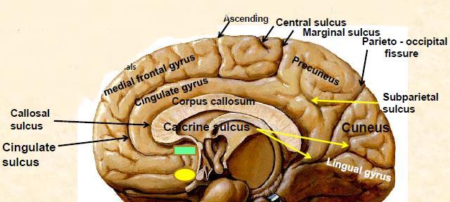 The most important landmark of the medial surface is the corpus callosum (largest commissural fiber which connects between the right and left cerebral hemispheres).