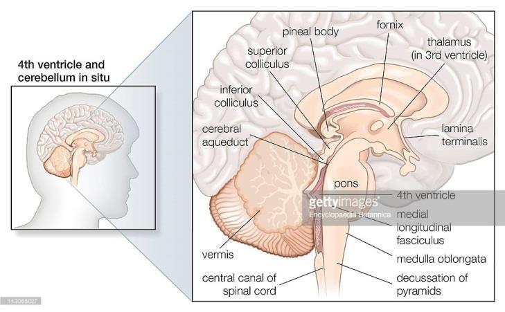 The Nervous system is divided into 2 major divisions: 1) Central Nervous System (CNS): found within bones & consists of: - The Brain: within the skull, composed of cerebrum, cerebellum and brain stem.