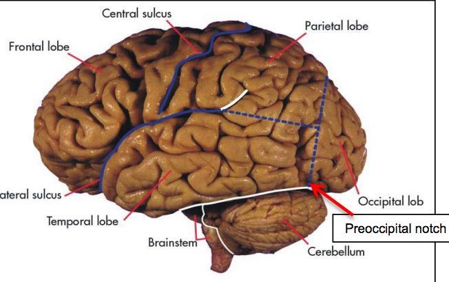 Central Sulcus of Ronaldo: It separates the anterior and posterior areas of the brain, with the frontal lobe directly anterior to it and the parietal lobe directly posterior to it.