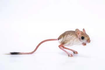 jumping desert rodents - Resembles mice with a