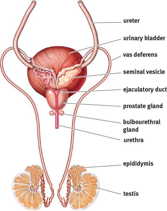 The Human Reproductive Organs and Glands Male Testicles male organs that make sperm