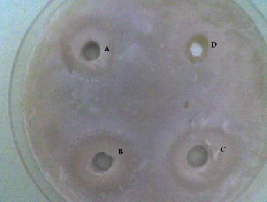 extract on Candida albicans in vitro at