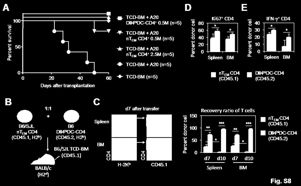 Fig.S8. Dll4 hi DC-CD4 + T cells demonstrate greater in vivo expansion compared to ntem. CD4 + ntem were highly purified from normal B6 mice. The numbers of CD4 + ntem were titrated from 0.5 M to 2.
