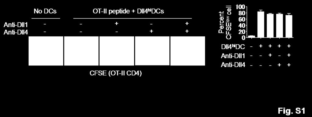 Supplementary figures and legends. Fig. S1. Proliferation of OT-II CD4 + TN after co-culture with syngeneic Dll4 hi DCs pulsed by OT-II peptides.