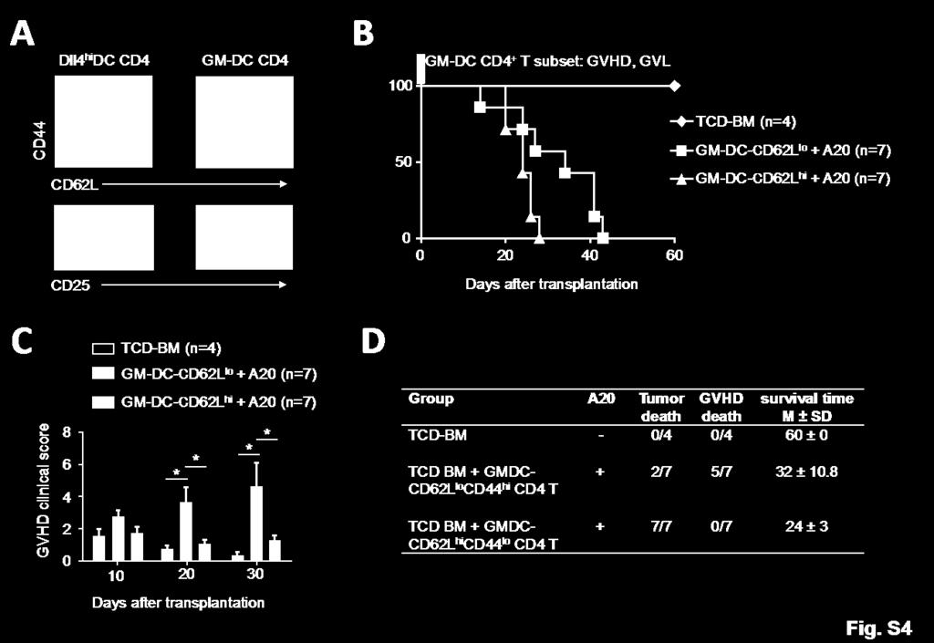 Fig S4. GVHD and GVL in the subset of GM-DC induced CD4 T cells. B6 CD4 + T cells were co-cultured with BALB/c Dll4 hi DCs or GM-DC at a ratio of 4:1 (T: DC).