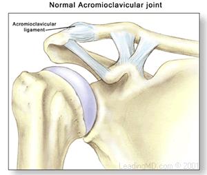 acromion and clavicle Glenoid