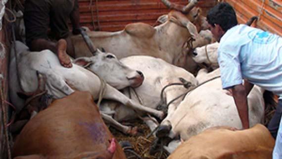 Animal Disease Burden TADs such as foot and mouth disease (FMD), peste des petits ruminants (PPR) and highly pathogenic avian influenza (HPAI) are collectively responsible for jeopardising food