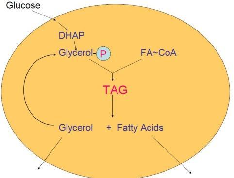 3) The next step in TAG synthesis would be the removal of phosphate or phosphoric acid by an enzyme called Phosphatase (not phosphorylase). In this manner, Diacylglycerol is produced.