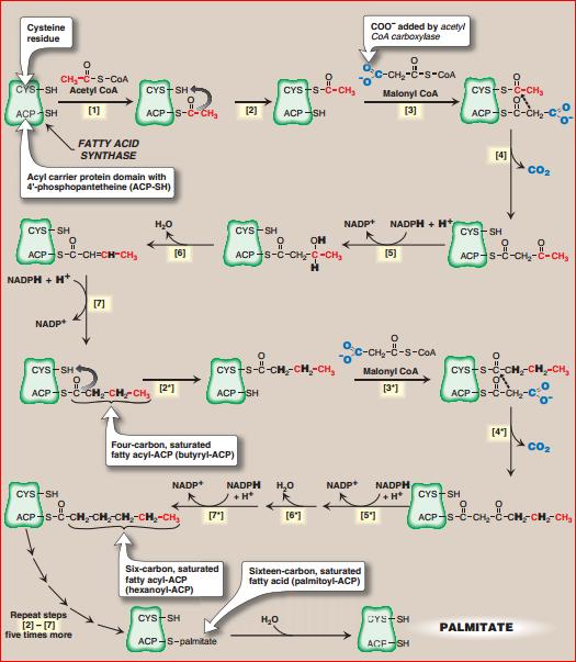 Page3 This butyric acid is now transferred to the condensing enzyme of Fatty Acid Synthase.
