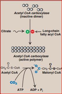 Page8 Regulation of Synthesis of Fatty Acids The limiting or committed step in fatty acid synthesis is carboxylation of Acetyl CoA catalyzed by Acetyl CoA Carboxylase.