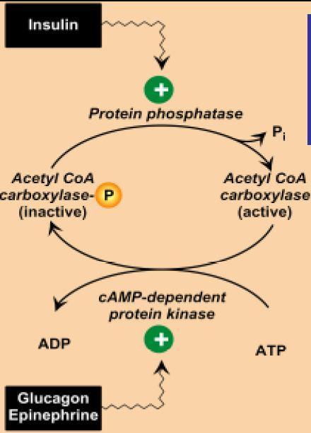 Page9 2) Covalent Modification and Regulation by Phosphorylation of the enzyme Acetyl CoA Carboxylase: This requires more time than the Allosteric regulation (minutes).