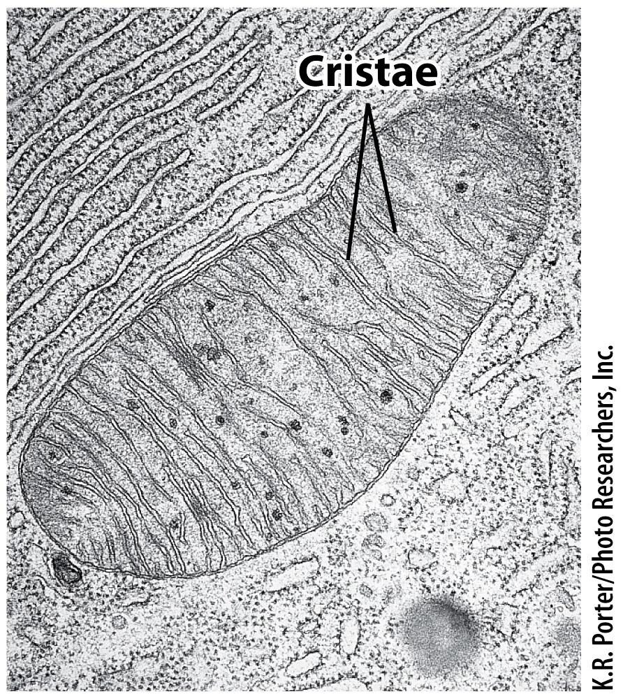 mitochondria respiration chapter 3-4 shape highly variable can fuse or split structure outer membrane inner membrane