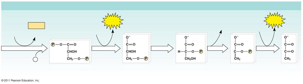 pyruvate for citric acid pyruvate translocase pyruvate dehydrogenase