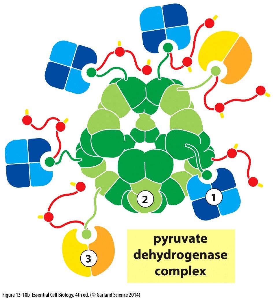 dehydrogenase 6 3-Phosphoglycerate 8 HO Enolase -Phosphoglycerate 9