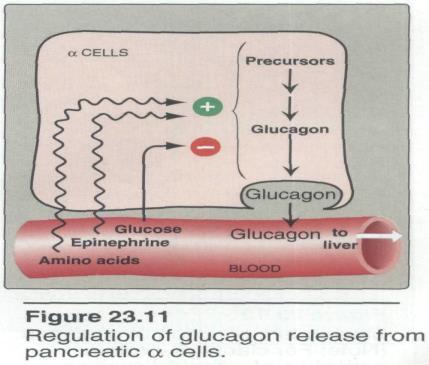 Gluconeogenesis, ketogenesis are inhibited by insulin. It inhibits the catabolic pathways.