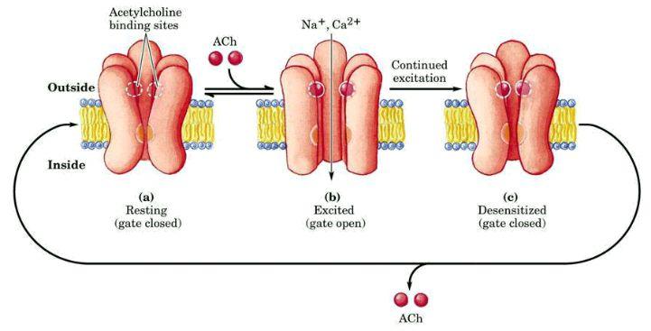 Ach binds receptors on muscle cells leading to opening of cation (Ca+, Na+) channel and Na+ flows in and thus
