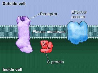 Role of G- Proteins