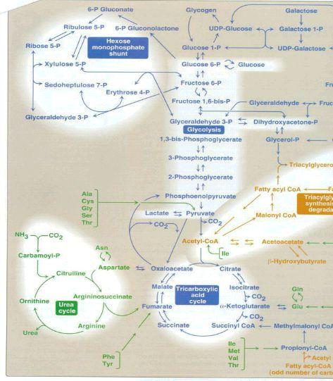 * Metabolic Map A picture containing the central pathways of energy metabolism.