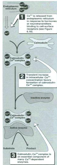 Ca+ is a second messenger in many signal transductions -Ca+ serves as a second messenger that triggers intracellular responses as exocytosis in neurons and endocrine cells, contraction in muscle and