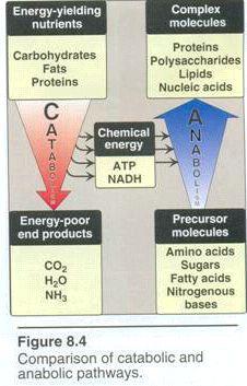 Anabolism - Anabolic reactions combine small molecules as amino acids to form large complexes as proteins.