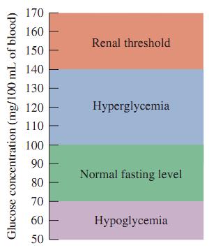 Blood Glucose and Hormones Hyperglycemia exists when glucose concentration rises above the normal level.