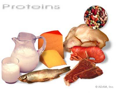 Protein (also called Polypeptide) Proteins macromolecule consists of C, H, O, N Amino acid