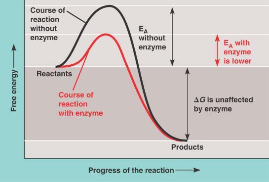 Enzyme action Enzymes speed reactions by lowering E A. Enzymes do not effect energy change.