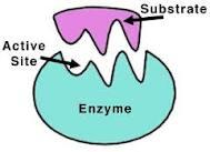 Enzyme specificity The specificity of an enzyme results from its threedimensional shape.