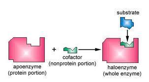 Cofactors Many enzymes require nonprotein helpers, called cofactors, for catalytic activity.