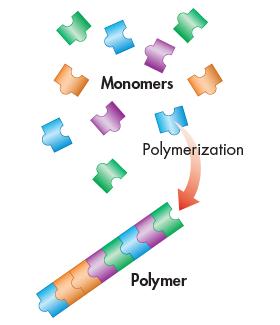 polymer (links) Mono = one Polymers à Large molecule made up of monomers linked
