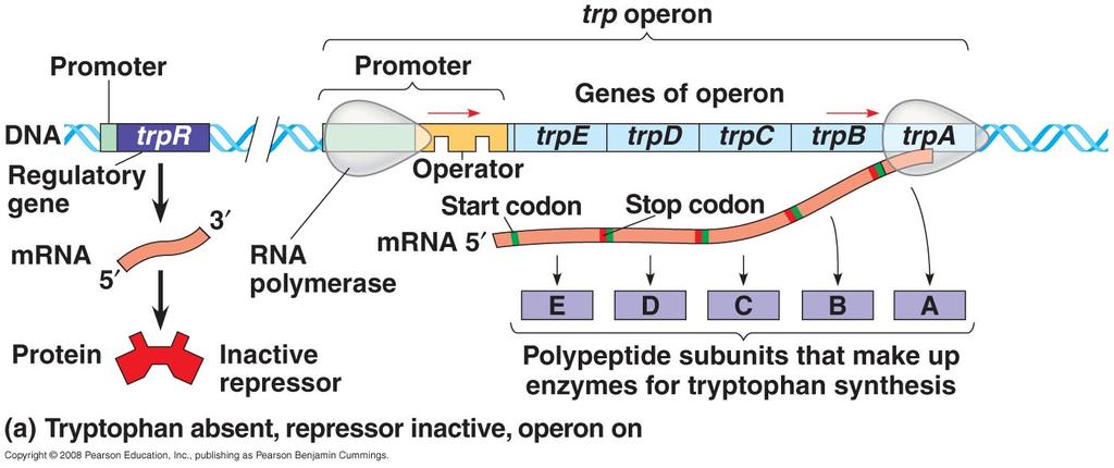 Operon model the tryptophan example The five genes that