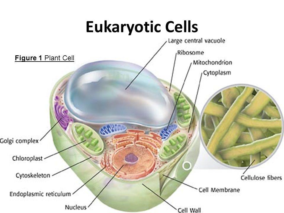 Eukaryotic Cells: Larger and more complex than prokaryotic cells. Organisms made up of eukaryotic cells are called Eukaryotes.