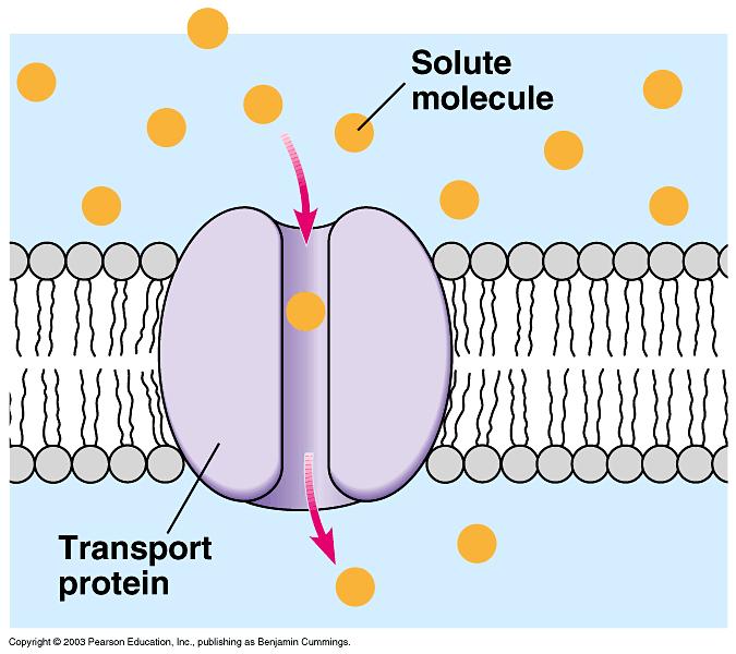 Transport Proteins Proteins that create a tunnel through the plasma membrane are called