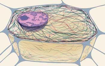 Cell Structure and Organelles The environment inside the plasma membrane is a semifluid material called the Cytoplasm.