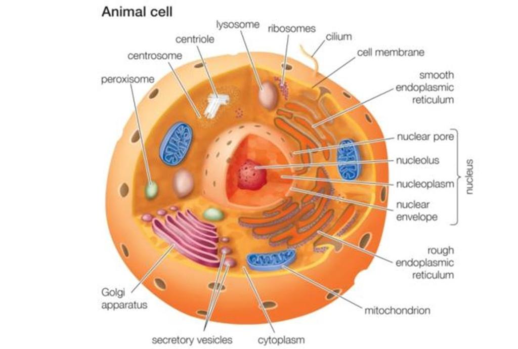 Plant Cell Vs. Animal Cell The same organelles are found mostly in both cell types.