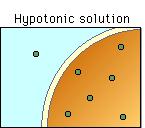 Hypo= under Cells in a Hypotonic Solution When a cell is in a solution that has a