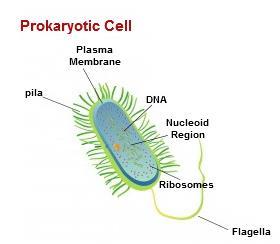 Prokaryotic Cells: Simple cells with no specialized Structures are known as prokaryotic cells.
