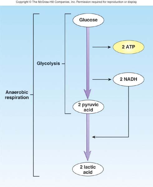 Metabolism Total of all chemical changes that occur in body Anabolism: energy-requiring process where small molecules joined to form larger molecules Catabolism: energy-releasing process where large