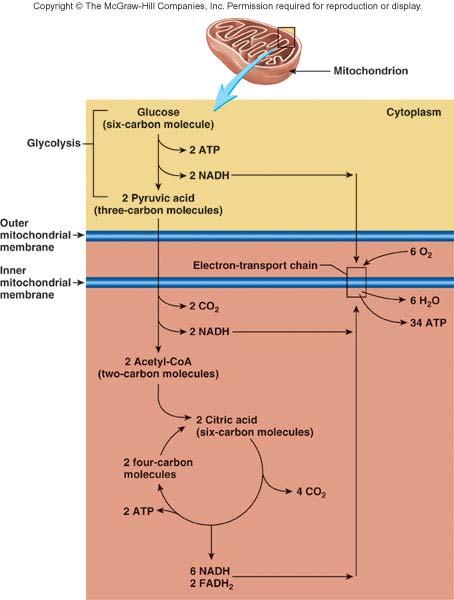Aerobic Respiration Breakdown of glucose in presence of oxygen to produce carbon dioxide, water, 38 ATP molecules Most of ATP