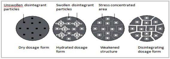 When disintegrating agents with their exothermic properties becomes wetted, capillary air expantion generates localized stress. It helps in tablet disintegration.