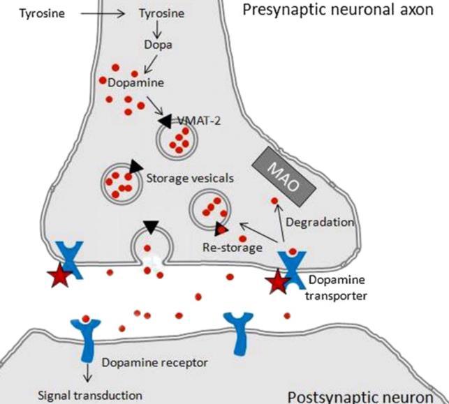 Interestingly, dopamine is synthesized in the cytosol, norepinephrine in vesicles and epinephrine back in the cytosol.