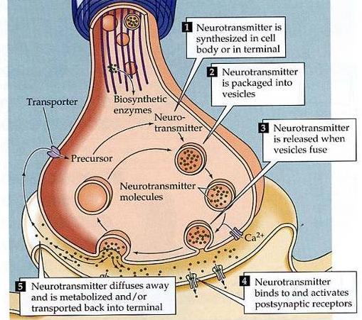 Life Cycle of Neurotransmitters The life cycle of a neurotransmitter involves five major steps: synthesis in the cell body or in the terminal packaging into vesicles
