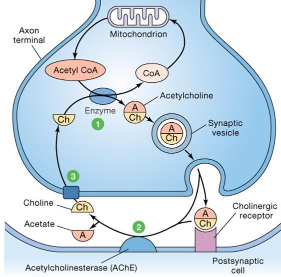 Acetylcholine 1 Acetylcholine is derived from acetyl COA, a common product of cellular respiration in mitochondria, and choline, which is important for fat metabolism throughout the body (available