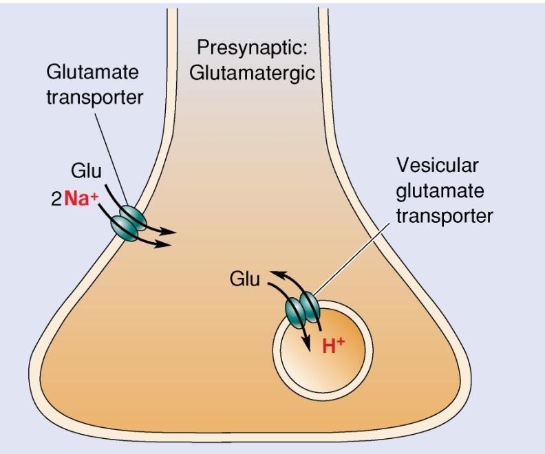 Plasma membrane transporters use a cotransport mechanism using the driving force for sodium to enter the cell to also bring in a transmitter molecule.