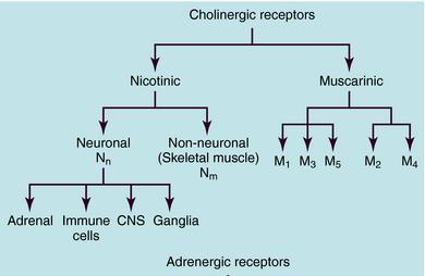 Acetylcholine 3 Cholinergic neurons supply the input to both PNS and CNS targets including: all