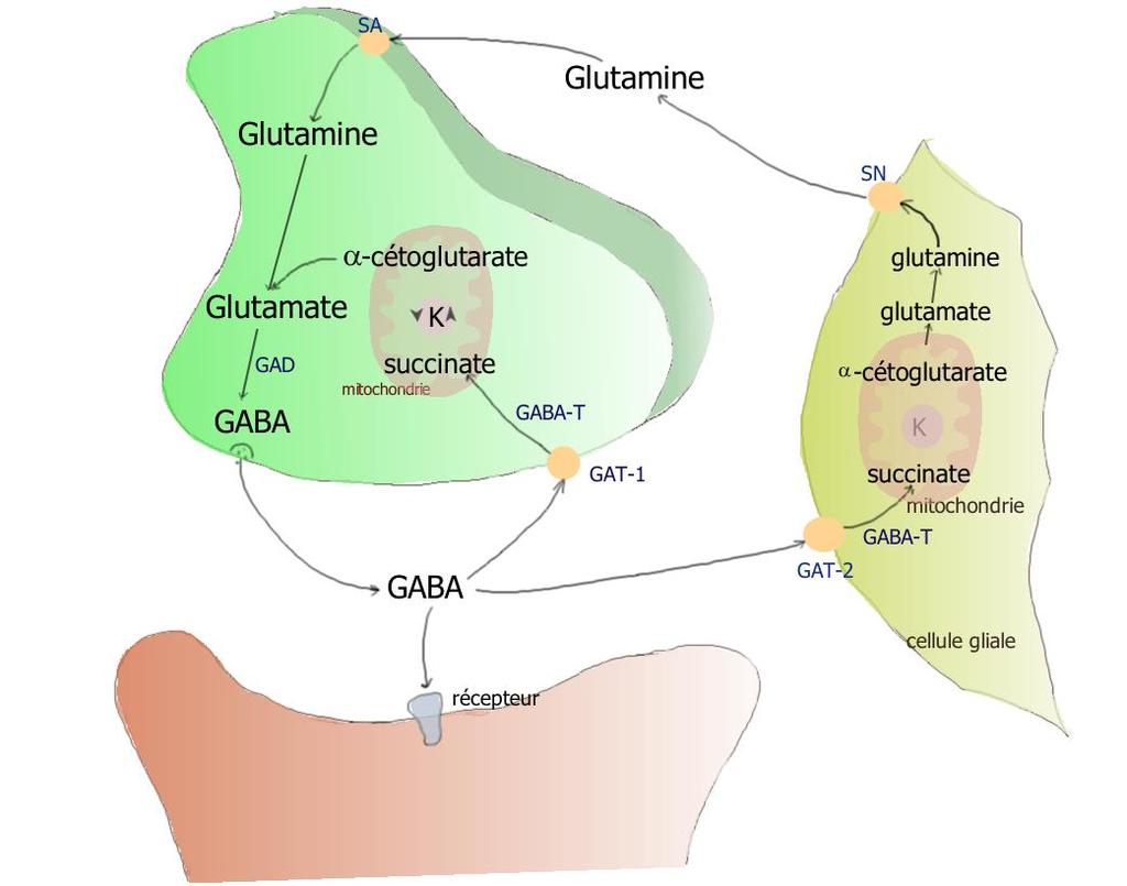 Glutamate is converted to GABA by the enzyme glutamic acid decarboxylase (GAD), a good marker for