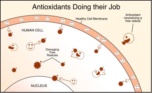 4. Antioksidansi Ako oksidacija započne u živom tkivu, tijelo na to odgovara stvaranjem tijeka koje će opkoliti, nadzirati i uništiti oksidanse. Uprave se te tvari nazivaju antioksidansima [11].