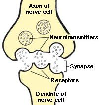 neuron synapse The junction between the axon tip of a sending neuron and