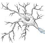 axon neurotransmitters Extension of a neuron, ending in branching terminal